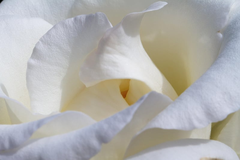 Foxgloves