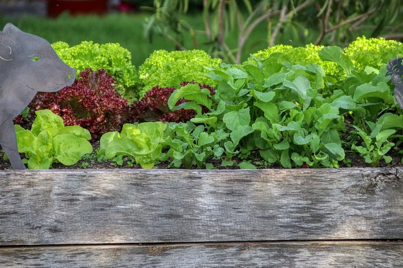 Raised Garden Beds