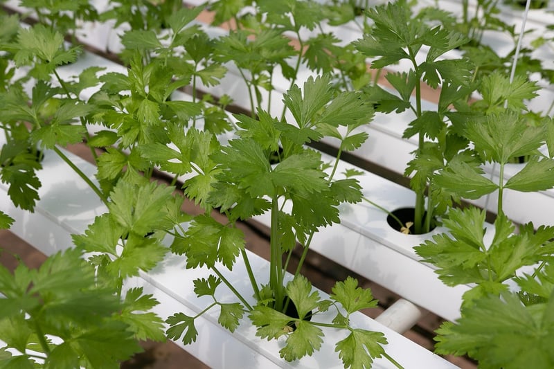 Hydroponic Systems