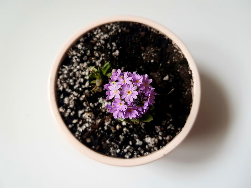 Self-Watering Planters