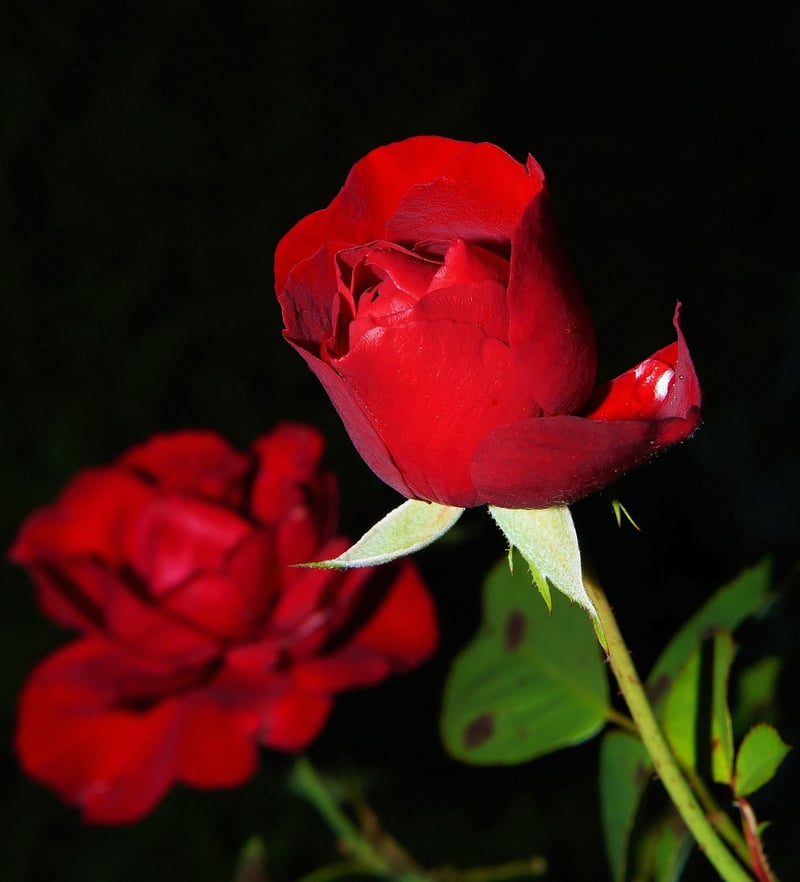 Climbing Roses